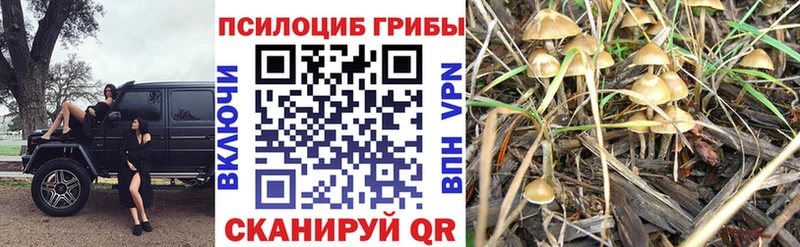 Галлюциногенные грибы Cubensis  Дегтярск 